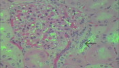 Block 2 Histology Laboratory Exam 2003: Cardiovascular, system, respiratory system, urinary system, digestive system